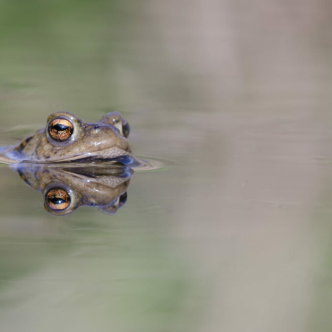 Crapaud commun